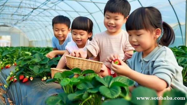 自然课堂,趣味实践:苏州三六六青少年草莓采摘研学营招募中!